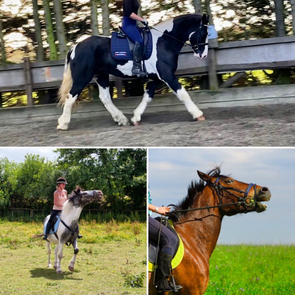 Horse evading the bit