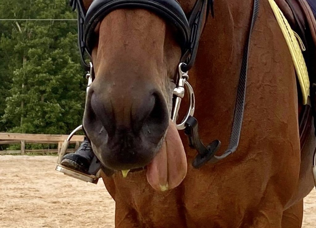 Horse with tongue out and over the bit