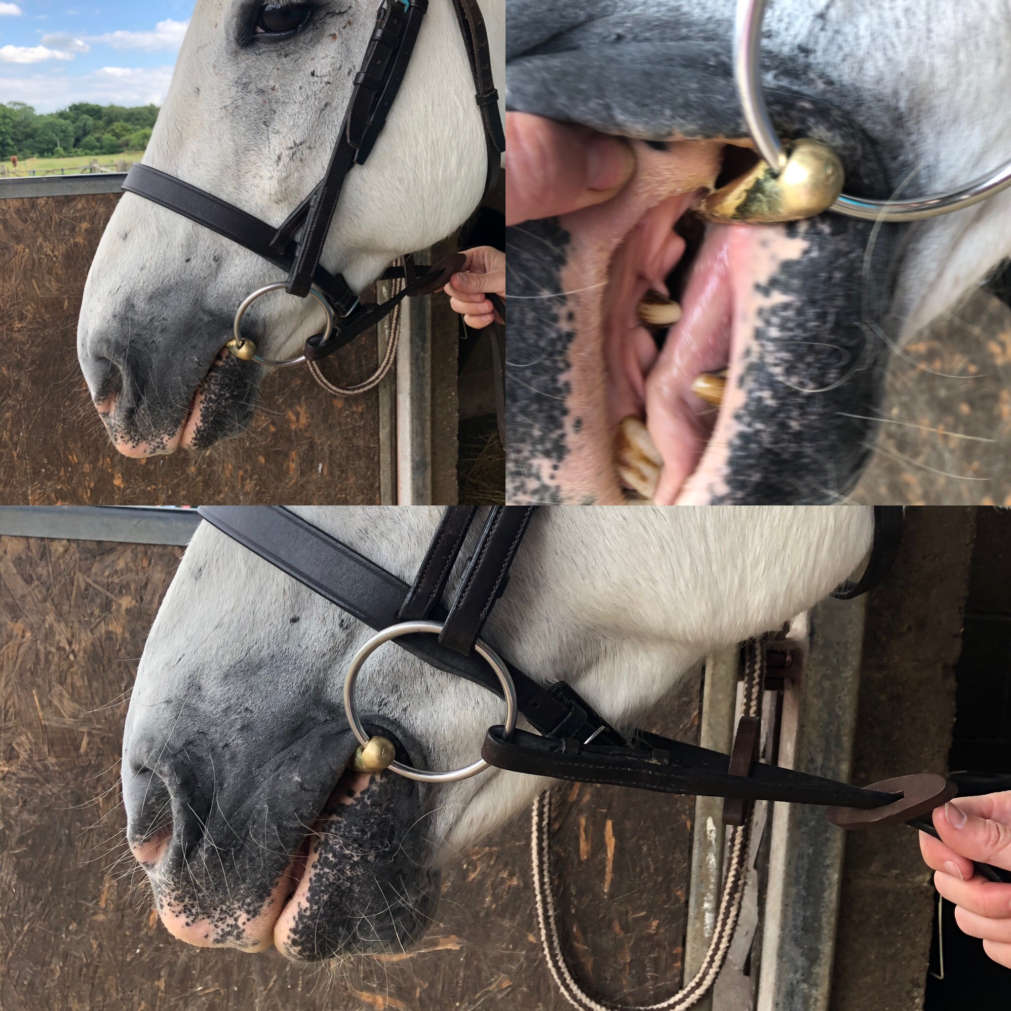How to Correctly Fit a Bit to Your Horse - Equine Bitting Solutions